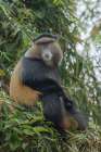 Africa-Rwanda-Volcanoes National Park-Golden Monkey in Virunga Mountains Art Print